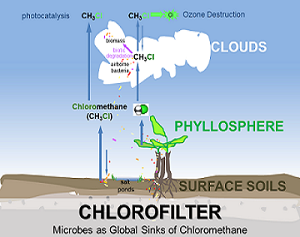 Bild zu CHlorofilter