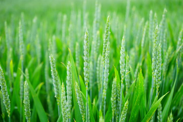 By means of self-formed organic compounds, wheat can better protect itself against the stress of heat or flooding. | Quelle: © CC0 – Creative Commons.| Image source in color and print quality:  http://www.zalf.de/de/aktuelles