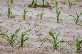 dried up field with small cereal plants