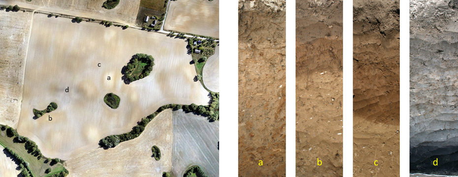 Erosion-affected soil pattern in the Quillow catchment. Copyright: M. Wehrhan, ZALF