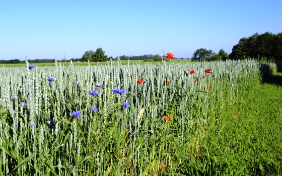 Grain field with poppy seeds