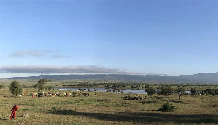 Landscape in Tanzania with a lake, cattle and a cowherder