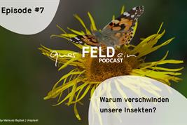 querFELDein Podcast Insektensterben