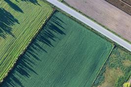 Luftbild von Äckern, die rechtwinkling durch eine Straße und eine Baumreihe voneinander getrennt sind