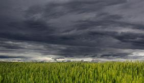 Weizenfeld vor wolkenverhangenem Himmel