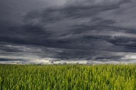 Weizenfeld vor einem wolkenverhangenen Himmel