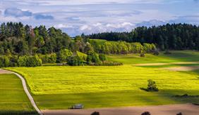 Agricultural landscape with trees