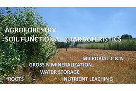 Agroforstwirtschaft und Monokultur in gemäßigten Zonen