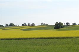 Agrarlandschaft