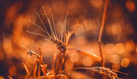 Durum wheat is a possible alternative for cultivation under climate change conditions