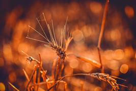 Durum wheat is a possible alternative for cultivation under climate change conditions