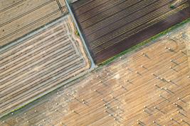 Aerial view of a crop field