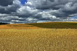 Agrarlandschaft mit Weizenfeld