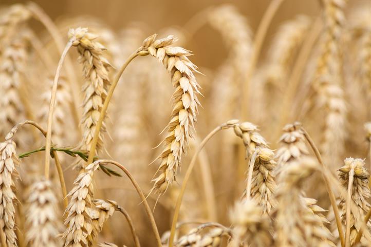 Weizen auf einem Feld vor der Ernte. Dieses Bild kann für die Presseberichterstattung zu dieser Mitteilung genutzt werden unter Angabe des Quellenhinweises: © pixyabay | Bildquelle in Farbe und Druckqualität: http://www.zalf.de/de/aktuelles 