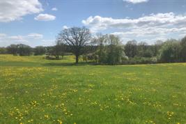 Eine Studie zeigt, dass ehemals intensiv genutzte Grünlandböden selbst nach drei Jahren schonender Nutzung ihr Potential, Methan aufzunehmen, noch nicht wiederhergestellt haben. Das Bild darf für redaktionelle Zwecke unter Angabe der Quelle verwendet werden. © Nils Volles / ZALF | Bildquelle in Farbe und Druckqualität: 
