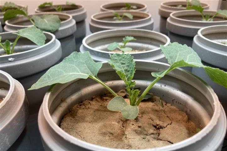 Three soil types with different degrees of erosion were investigated in a vessel experiment. Source:  © Isabel Zentgraf/ ZALF.