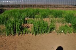 Dry rice cultivation in Japan: Different rice varieties show varying degrees of ability to uptake phosphorus as a nutrient.