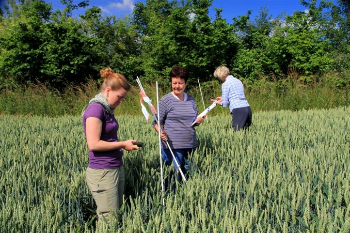 Sampling in a wheat field in the Uckermark