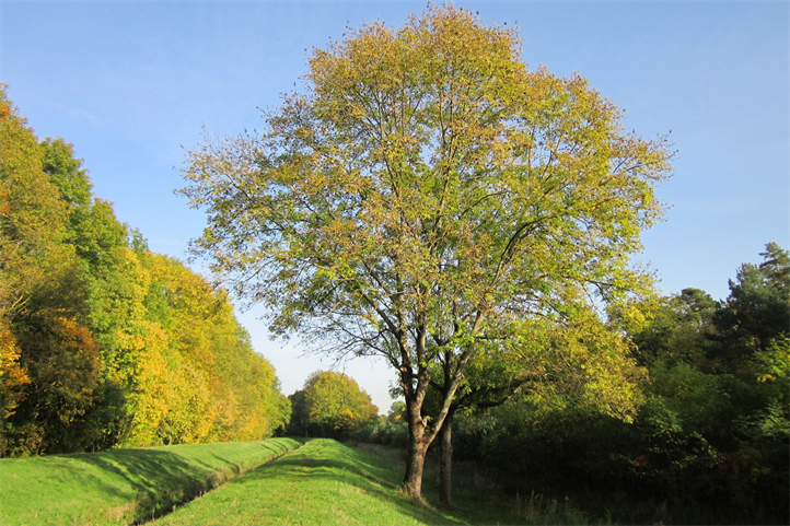 Since the 1990s, ash trees (Fraxinus excelsior) have been massively infested by a fungus that causes ash dieback. The bacterium Schauerella fraxinea may be a promising candidate for the biological control of the tree disease. | The picture can be used for editorial purposes by stating the source: © WikimediaImages on Pixabay | Picture in color and print quality: http://www.zalf.de/de/aktuelles