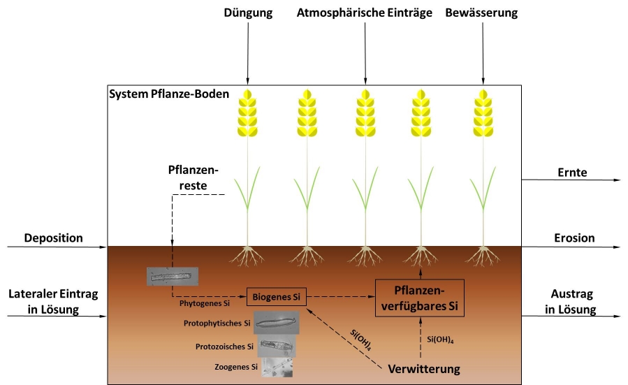 Si-Kreislauf ackerbaulich genutzter Biogeosysteme.