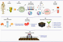 Seeds as Microbial Taxis: How Bacteria Travel from One Generation of Plants to the Next