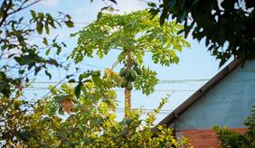 Papaya Cultivation
