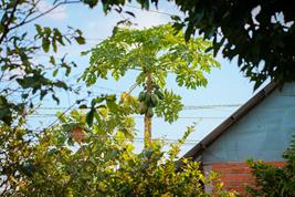 Papaya Cultivation