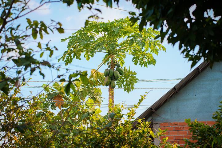 Papaya Cultivation