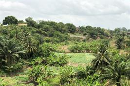 Waldbezirk Juaso, Ghana. | Quelle: © Evans Amoah / Unsplash.