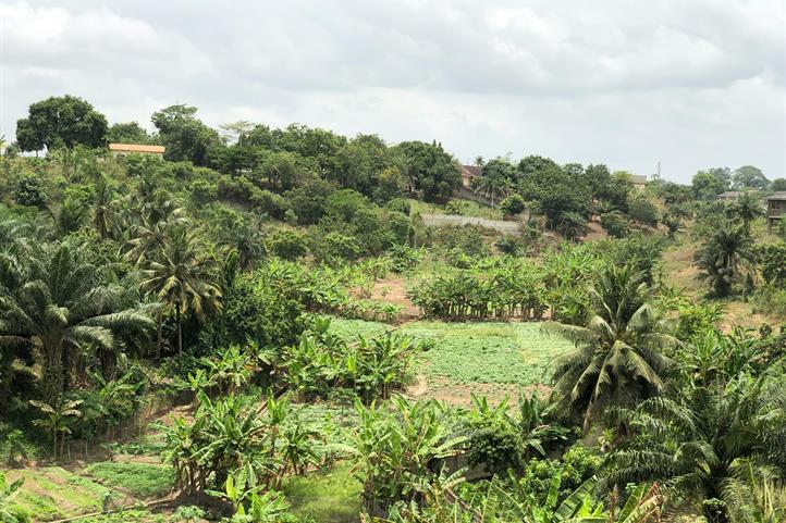 Was geschieht, wenn Naturschutzversprechen nicht eingehalten werden? Landwirtinnen und Landwirte im ghanaischen Waldbezirk Juaso berichten von ausbleibenden Zahlungen für Holz und begrenztem Einfluss auf Entscheidungen im Rahmen eines anreizbasierten Agroforstprogramms. Die Studie beleuchtet einen oft übersehenen Aspekt des Naturschutzes: die Fairness von Entscheidungsprozessen aus der Perspektive der Landwirtinnen und Landwirte. | Quelle: © Evans Amoah / Unsplash.