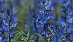 Lupine