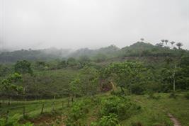 Wald in Kolumbien