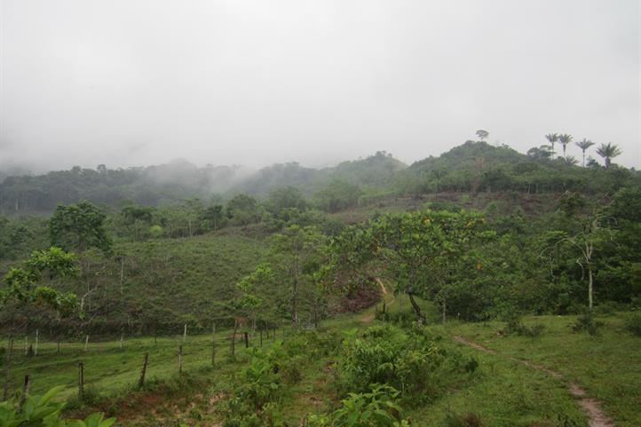 Forest in Colombia | Source: © Hector Morales.