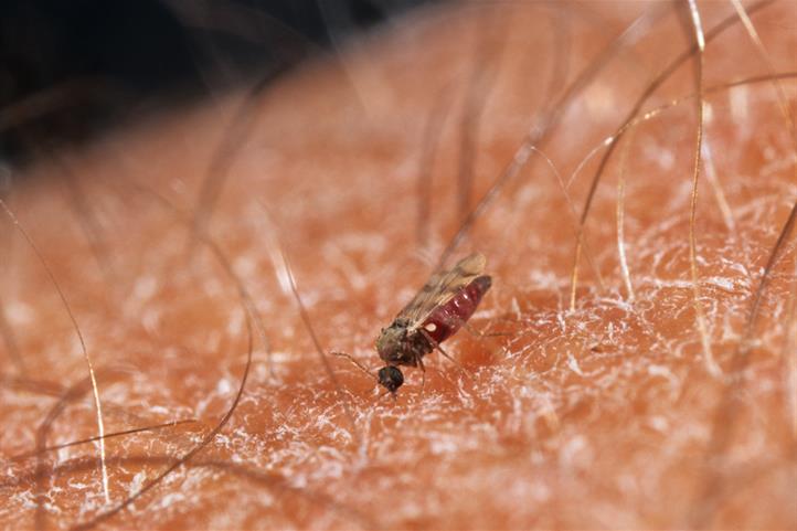 Biting midge| Source: Heiko Bellmann.