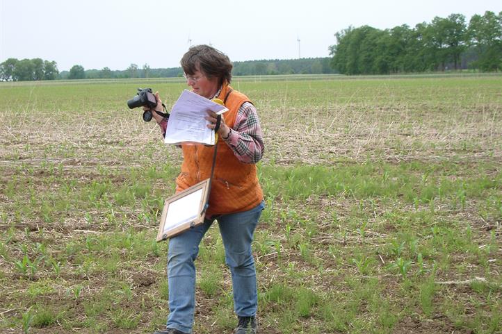 Frau Rosner bei der Begehung von On-Farm Versuchen die im Rahmen des Anbaurings initiiert wurden | Quelle: © S. Ehlert / ZALF.