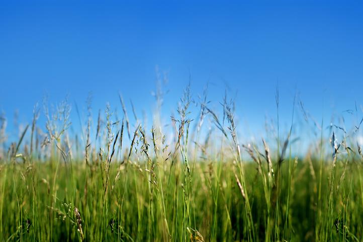 2027 richten das Leibniz-Zentrum für Agrarlandschaftsforschung (ZALF), das Julius-Kühn-Institut (JKI) und das Thünen-Institut (TI) den XXVI. Internationalen Grünlandkongress (IGC) in Leipzig aus | Quelle: © Michael Kettner / iStock.