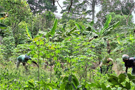 Women clean up a food cultivation area near a cocoa plantation, Hermannokono Diès