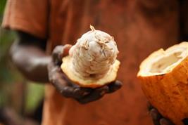Cacao farmer in Côte d'Ivoire