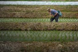 Landwirt auf einem Reisfeld in Japan