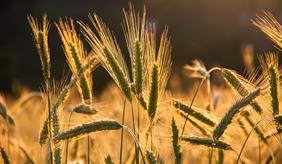 Rye (symbol picture)