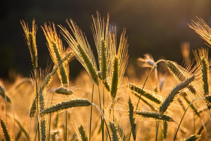 Rye (symbol picture): Researchers from the Leibniz Research Network “Green Food – Healthy Society” discuss ways to achieve agricultural and food systems that can ensure food security, withstand global crises, and protect natural resources in their joint position paper “Sustainable and Resilient Agrifood Systems (SARAS).”  | Source: © NickyPe / Pixabay.