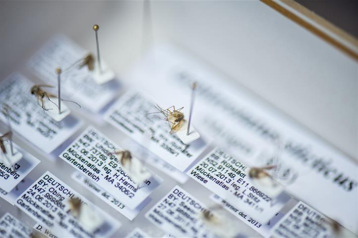 Das Projekt „Mückenatlas“ kartiert den Bestand der Stechmücken in Deutschland. Am 8. November 2025 ist das Projektteam mit einem interaktiven Angebot beim Theaterprojekt „Tatort Lücke“ in Eberswalde zu Gast | Quelle: © Christian Haecker; Jarno Müller / ZALF.