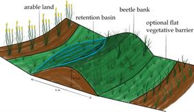 Schematische Darstellung eines Insektenwalls (Beetle Bank)