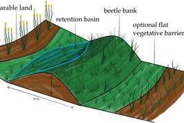 Schematic representation of a beetle bank on agricultural land