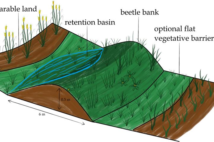  Schematic representation of a beetle bank on agricultural land. The vegetated ridge slows down water runoff and promotes biodiversity. A retention basin can form behind it, reducing erosion and storing water. An additional flat vegetative barrier can further enhance the effect. | The picture can be used for editorial purposes by stating the source.
 | Source: © Marvin Melzer / ZALF.