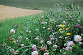 Clover on Grassland