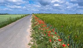 Umsetzung von Blühstreifen für Insekten