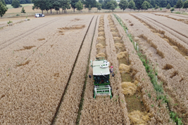Harvest in an agroforestry field in Groß Mutz in Brandenburg