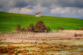 Wiedervernässte Wiese mit Storch