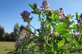 Luzernepflanze